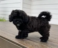Sterling, a male Cavapoo and Poodle - Miniature  for sale in Albany, OR – Photo 2 of 10