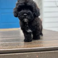 Sterling, a male Cavapoo and Poodle - Miniature  for sale in Albany, OR – 5 of 10
