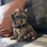 Beau , a male Shihpoo for sale in Albany, OR – 2 of 3