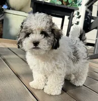 Teddy, a male Shihpoo for sale in Albany, OR – 2 of 4