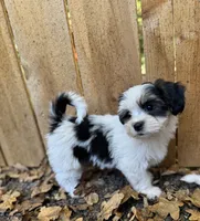 Molly, a male Havanese and Shih Tzu for sale in Albany, OR – 7 of 9