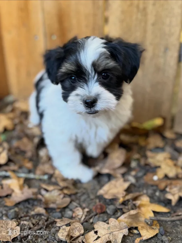 Tux – Havanese, Shih Tzu puppy for sale in Albany, OR