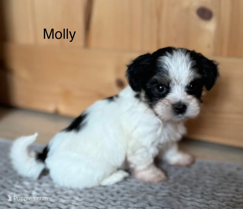 Molly