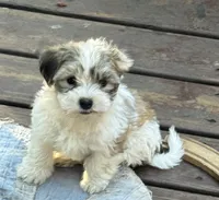Toby, a male Havanese and Shih Tzu for sale in Albany, OR – 2 of 7