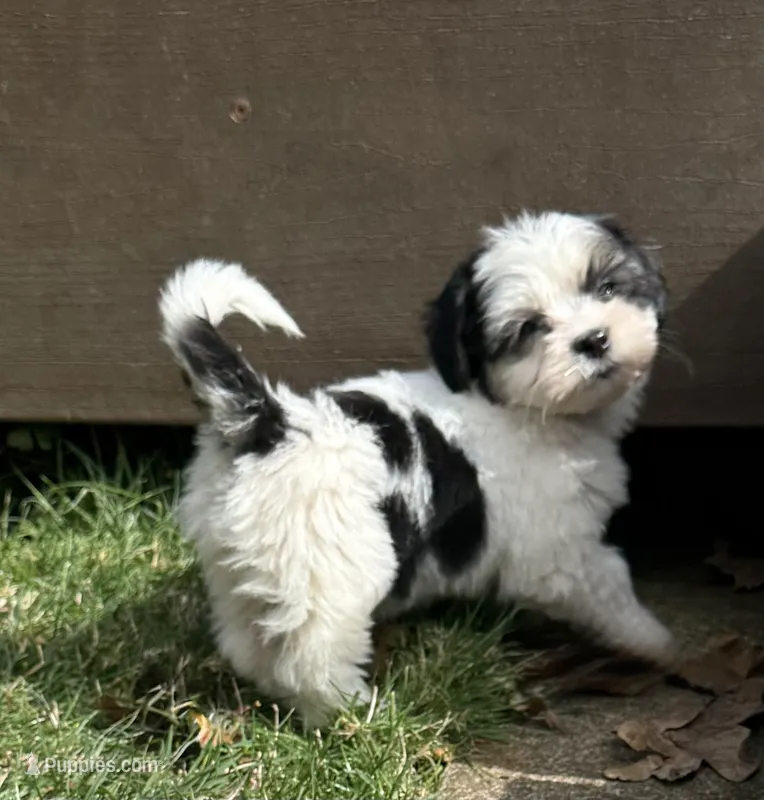 Molly – Havanese, Shih Tzu puppy for sale in Albany, OR