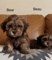 Bear, a male Shihpoo for sale in Albany, OR – 5 of 5