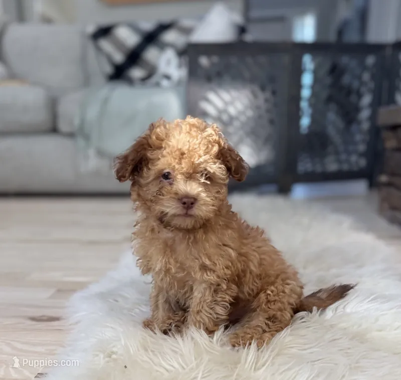 Bear – Shihpoo puppy for sale in Albany, OR