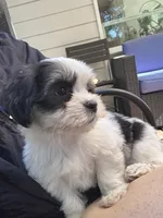 Molly, a male Havanese and Shih Tzu for sale in Albany, OR – 8 of 9