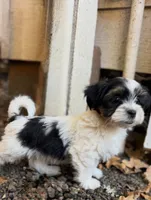 Tux, a male Havanese and Shih Tzu for sale in Albany, OR – 3 of 6