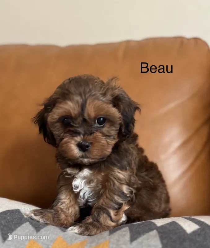 Beau  – Shihpoo puppy for sale in Albany, OR