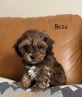 Beau , a male Shihpoo for sale in Albany, OR – 1 of 3