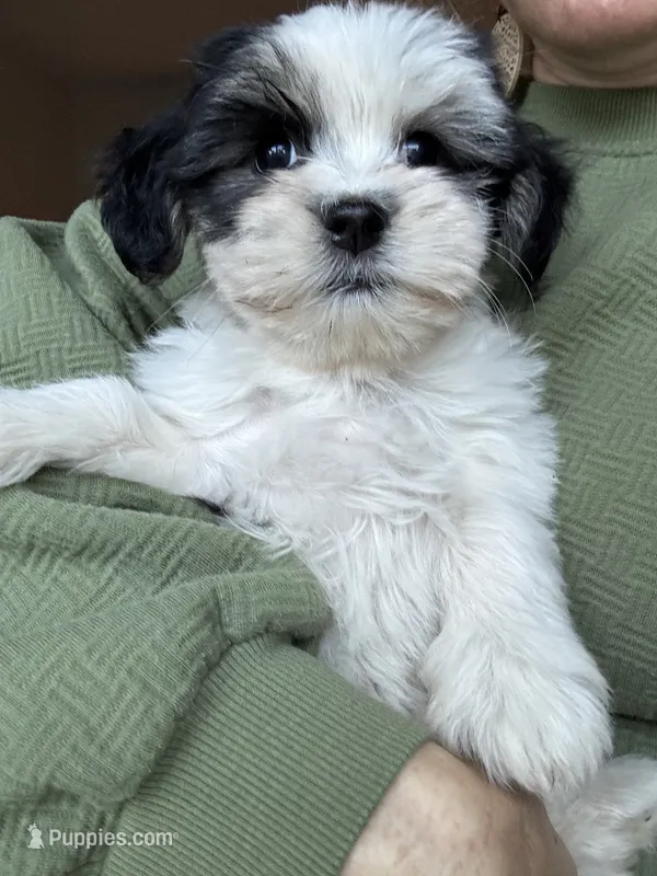 Molly – Havanese, Shih Tzu puppy for sale in Albany, OR