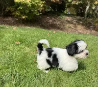 Molly, a male Havanese and Shih Tzu for sale in Albany, OR – 4 of 9
