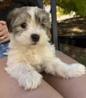 Toby, a male Havanese and Shih Tzu for sale in Albany, OR – 4 of 7