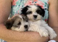Molly, a male Havanese and Shih Tzu for sale in Albany, OR – 6 of 9