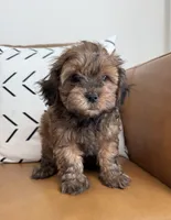 Bear, a male Shihpoo for sale in Albany, OR – 4 of 5