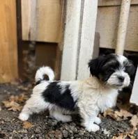 Tux, a male Havanese and Shih Tzu for sale in Albany, OR – 5 of 6