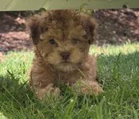 Bear, a male Shihpoo for sale in Albany, OR – 2 of 6