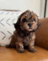 Bear, a male Shihpoo for sale in Albany, OR – 2 of 5