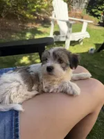 Toby, a male Havanese and Shih Tzu for sale in Albany, OR – 5 of 7