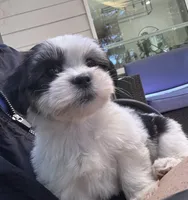 Molly, a male Havanese and Shih Tzu for sale in Albany, OR – 5 of 9