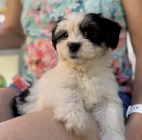 Molly, a male Havanese and Shih Tzu for sale in Albany, OR – 3 of 9