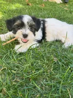 Tux, a male Havanese and Shih Tzu for sale in Albany, OR – 6 of 6