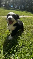 Oaklee, a female Miniature Australian Shepherd for sale in Ringgold, GA – 4 of 5