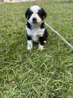 Oaklee, a female Miniature Australian Shepherd for sale in Ringgold, GA – 5 of 5