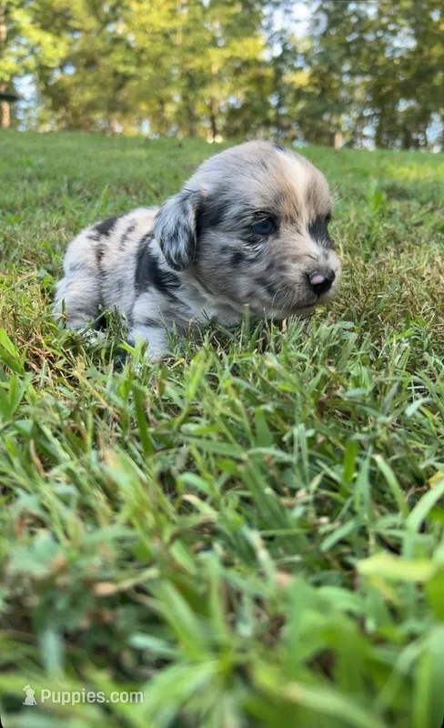 Nova – Miniature Australian Shepherd puppy for sale in Ringgold, GA