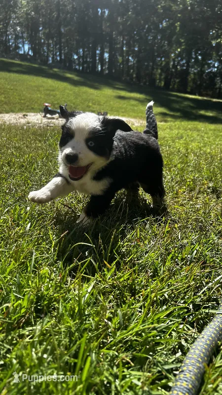 Oaklee – Miniature Australian Shepherd puppy for sale in Ringgold, GA