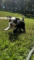 Oaklee, a female Miniature Australian Shepherd for sale in Ringgold, GA – 1 of 5