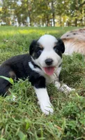 Oaklee, a female Miniature Australian Shepherd for sale in Ringgold, GA – 2 of 5