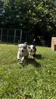 Nova, a female Miniature Australian Shepherd for sale in Ringgold, GA – 3 of 3