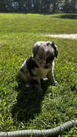 Nova, a female Miniature Australian Shepherd for sale in Ringgold, GA – 2 of 3