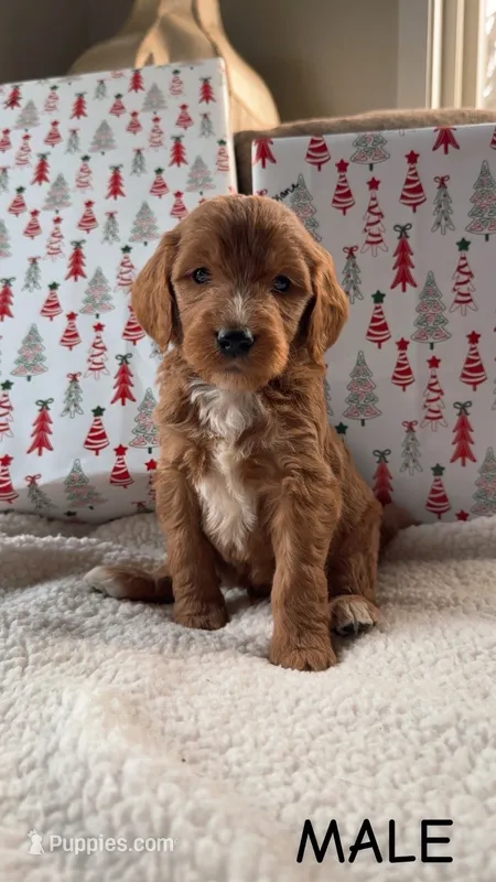 F1B Black collar boy