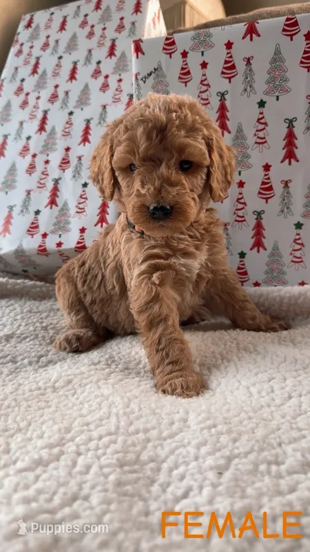 F1B orange collar girl