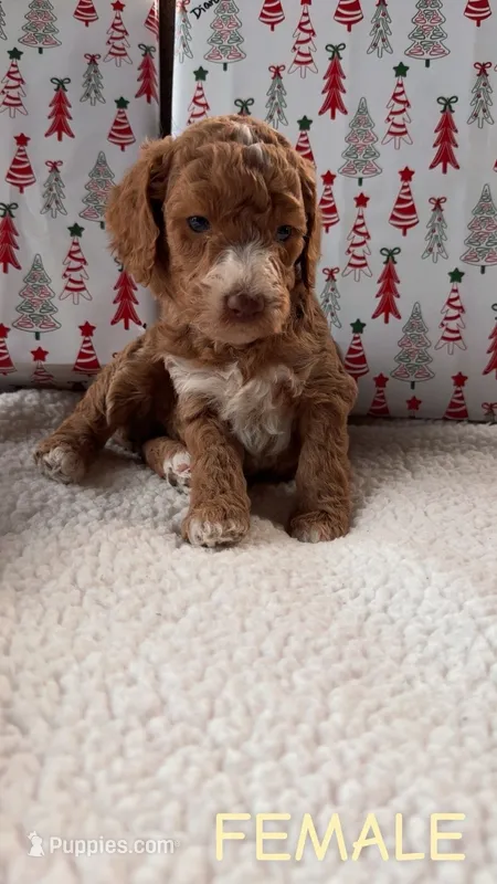 F1BB cream collar girl