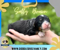 “Sally” Brown, a female Miniature Bernedoodle for sale in Greencastle, PA – Photo 3 of 7