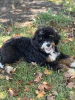 “Sally” Brown, a female Miniature Bernedoodle for sale in Greencastle, PA – Photo 5 of 7