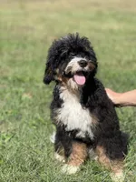 “Sally” Brown, a female Miniature Bernedoodle for sale in Greencastle, PA – Photo 7 of 7