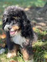 “Sally” Brown, a female Miniature Bernedoodle for sale in Greencastle, PA – Photo 4 of 7