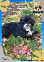 “Sally” Brown, a female Miniature Bernedoodle for sale in Greencastle, PA – Photo 1 of 7