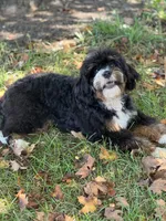 “Sally” Brown, a female Miniature Bernedoodle for sale in Greencastle, PA – Photo 6 of 7