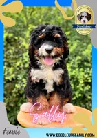 “Sally” Brown, a female Miniature Bernedoodle for sale in Greencastle, PA – Photo 2 of 7