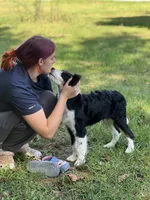Franklin, a male Miniature Bernedoodle for sale in Greencastle, PA – Photo 8 of 9