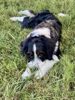 Franklin, a male Miniature Bernedoodle for sale in Greencastle, PA – Photo 9 of 9