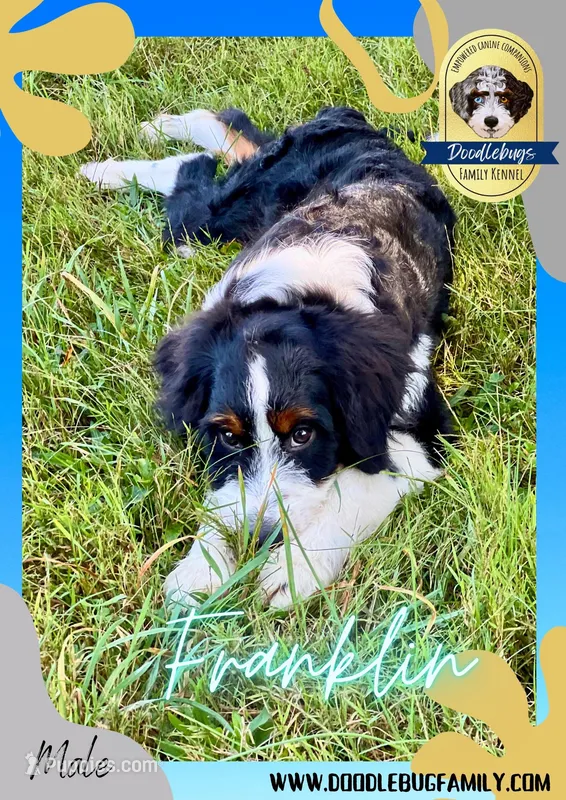 Franklin, a male Miniature Bernedoodle for sale in Greencastle, PA – Photo 1 of 9