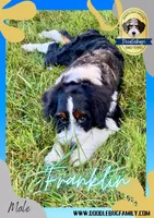 Franklin, a male Miniature Bernedoodle for sale in Greencastle, PA – Photo 1 of 9