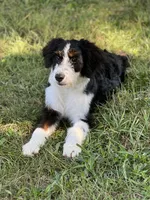 Franklin, a male Miniature Bernedoodle for sale in Greencastle, PA – Photo 5 of 9